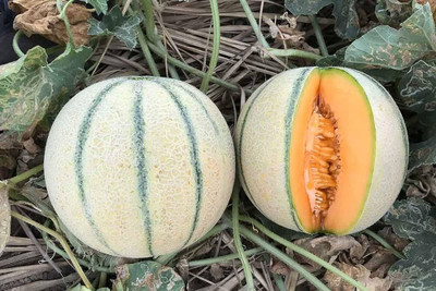 BDSresolve F1 Muskmelon seeds PACK OF 54 Seed(54 per packet)