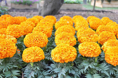 Infintegreen marigold,gende ka phool seeds Seed(21 per packet)
