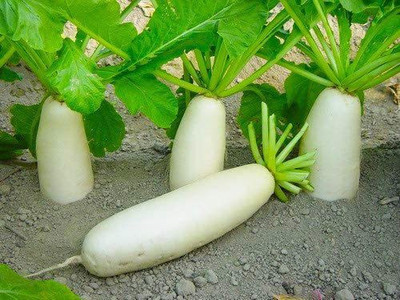 WILLVINE VVI-772 Radish Seeds Mountain Breeze Seed(500 per packet)