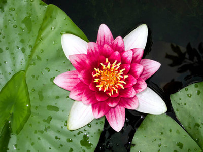 nizex lotus,kamal gatta Seed(14 per packet)