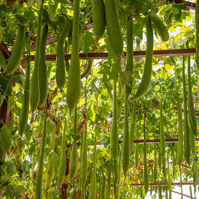 CYBEXIS GBPUT-27 - Long Smooth Sponge Gourd - (100 Seeds) Seed(100 per packet)