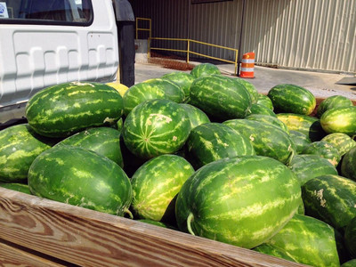 VibeX XLR-23 - Watermelon for Planting - (1350 Seeds) Seed(1350 per packet)