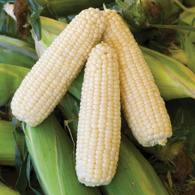 WILLVINE SYN -XVI Amaize Hybrid (Sh2) Sweet Corn Seeds-[100g] Seed(400 per packet)