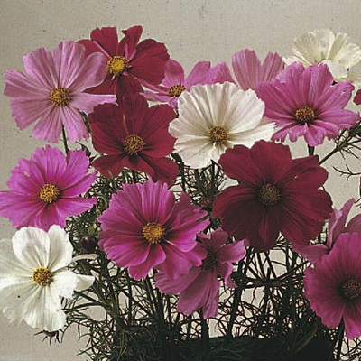 Qualtivate KGF -184 Cosmos Flowers Seed (Cosmos Dwarf Sensation Mix )Seed Seed(25 per packet)