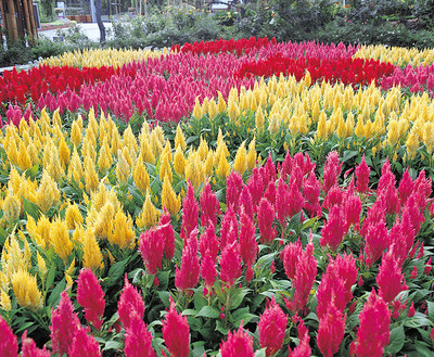 ZIXA Celosia Castle Flower Seed(150 per packet)