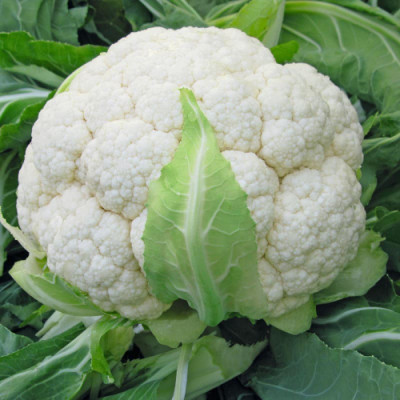 Arshiayat Cauliflower Seed(400 per packet)