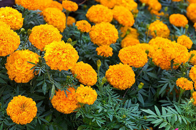 seedito marigold/gende ka phool flower seeds Seed(50 per packet)