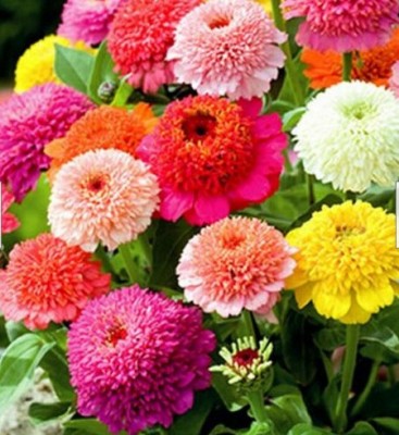 Srushtitraders Zinnia- Scabiosa- 100 Seeds Seed(100 per packet)