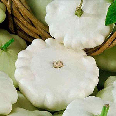 WILLVINE LX-287 White Patty Pan Squash Scallop Zucchini Seed(100 per packet)