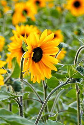Quentova सूरजमुखी/सूर्यमुखी/ Sunflower Flower Plant Surajmukhi-RJ-5N Seed(50 per packet)