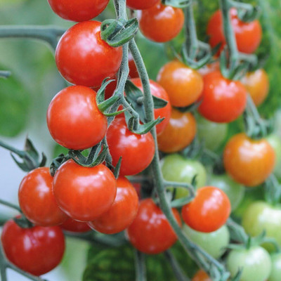 ActrovaX Cherry Tomato Vegetable, Grow Your Own [2000 Seeds] Seed(2000 per packet)