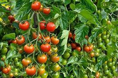 kranti farms tomato Seed(30 per packet)