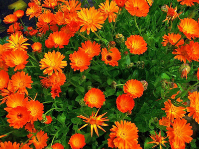 CRGO CALENDULA Seed(20 per packet)