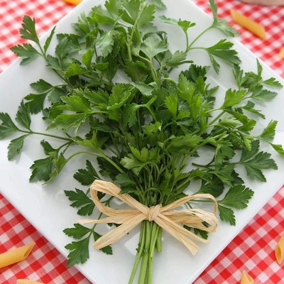 VibeX HUA-82 - Organic Giant Italian Parsley - (2250 Seeds) Seed(2250 per packet)