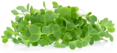 CYBEXIS KOMATSUNA MICROGREEN SEEDS2800 Seeds Seed(2800 per packet)