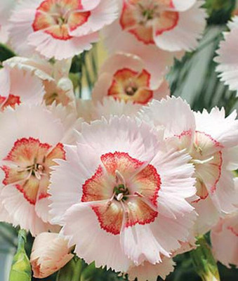 CYBEXIS Dianthus, Georgia Peach Pie400 Seeds Seed(400 per packet)