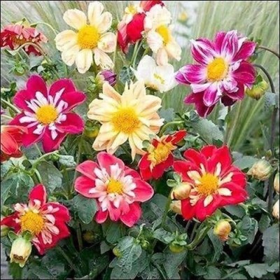 CRGO DAHLIA Seed(10 per packet)