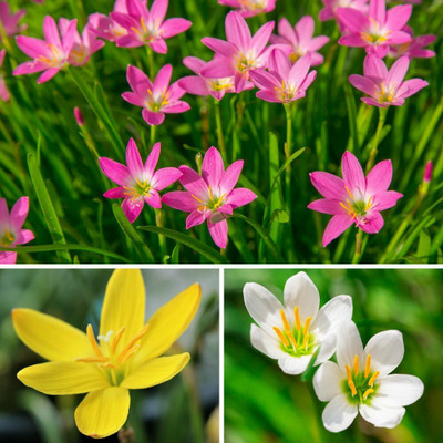 FRESHO 25 Bulbs of Rain Lily/Zephyranthus Flower Seed(10 per packet)