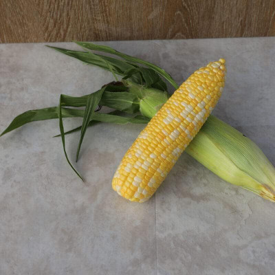 WILLVINE KGF -X F1 Hybrid HQPM-2022 Corn -[250g] Seed(1000 per packet)