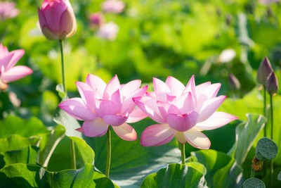 AA ENTERPRISES lotus,kamal gatta Seed(14 per packet)