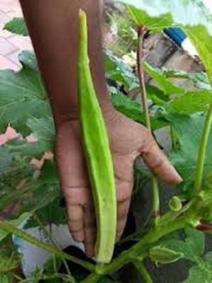 Qualtivate HYB-5A Elephant Tusk Okra Seeds Seed(350 per packet)