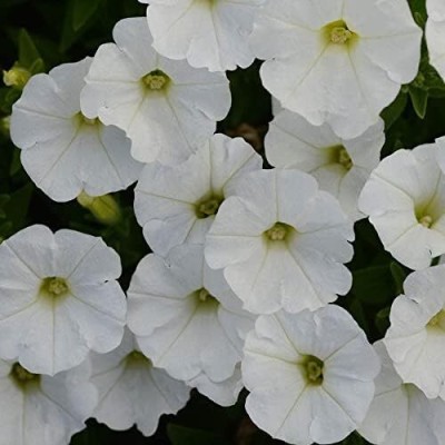 Qualtivate TLX-171 Imp.Shock Wave White Spreading Petunia Seeds Seed(50 per packet)