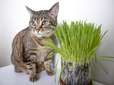 KNESSiN Dog & Cat Wheatgrass Growing Kit for Pet Seed(1000 per packet)