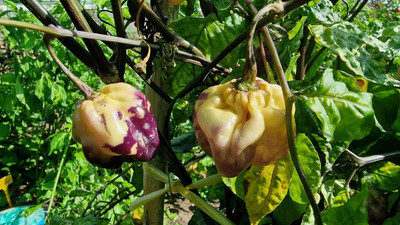Biosnyg High Yield Purple Ghost Scorpion Chilli Seeds For Planting-(4000 Seeds) Seed(4000 per packet)