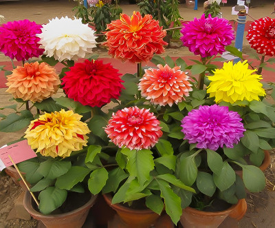 the green dotcom Dahlia Big Flowers Seed(42 per packet)