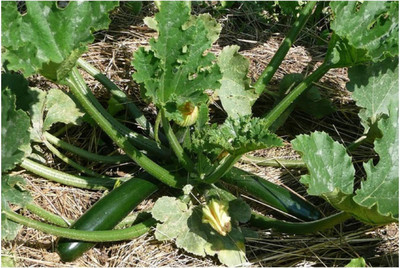 CYBEXIS Italian Zucchini Seeds400 Seeds Seed(400 per packet)
