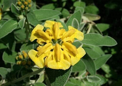 Qualtivate HYB-1A Jerusalem Sage Seeds Seed(100 per packet)