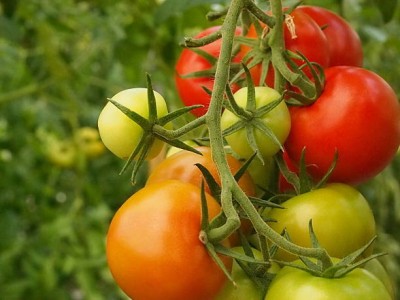 PriyaSeeds tomato Seed(30 per packet)