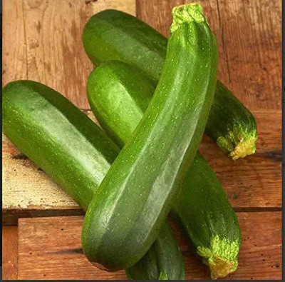 VibeX ® VXI-566 GREEN SQUASH ZUCCHINI SEEDS Seed(100 per packet)