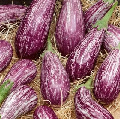 CEZIUS Easy Growing Galaxy of Stars Eggplant-a17D Seed(450 per packet)