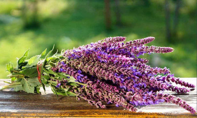 VibeX VXI-53 - Garden Sage-Salvia Officinalis - (150 Seeds) Seed(150 per packet)