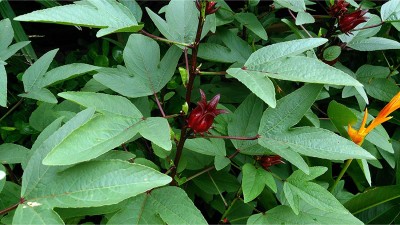 CHILLATAI Red Gongura / Red Pulicha Keerai / Kenaf Leaves / Red Pundi Seed(100 per packet)