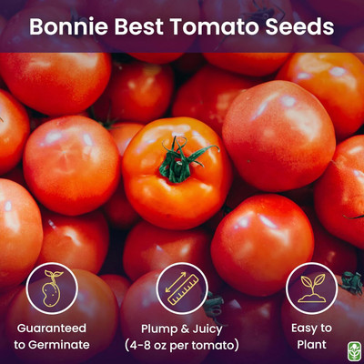 KNESSiN Open-Pollinated Bonny Best Tomato Vegetable Seeds For Gardening - (2000 Seeds) Seed(2000 per packet)