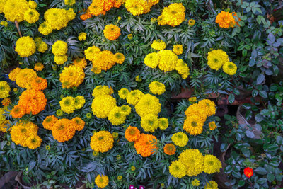 seedagro marigold/gende ka phool flower seeds Seed(75 per packet)