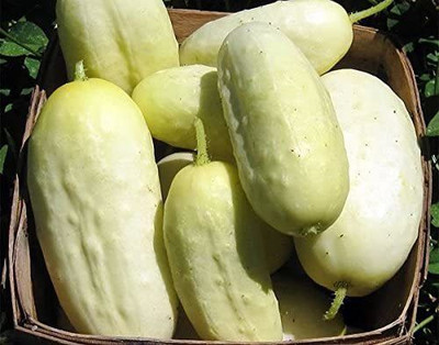 WILLVINE GBPUT-273 White Wonder Sweet Cucumber Seeds Seed(200 per packet)