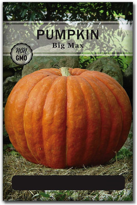 VibeX ® XLR-733 Big Max Pumpkin Seeds Seed(50 per packet)