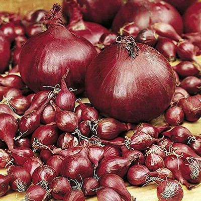 CYBEXIS Red Onion Seeds4000 Seeds Seed(4000 per packet)