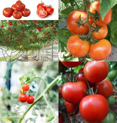 ibains Bell tomato seeds bij 75 Seed(75 per packet)