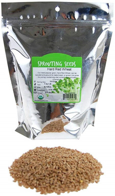 CYBEXIS KGF -88 - Hard Red Winter Wheat - (7500 Seeds) Seed(7500 per packet)
