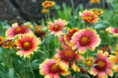 Quentova Gaillardia Pulchella-HQL-6G Seed(75 per packet)