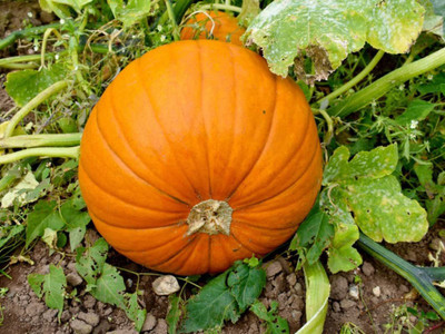 CYBEXIS VXI-70 - Pumpkin Premium Hybrid Quality - (100 Seeds) Seed(100 per packet)