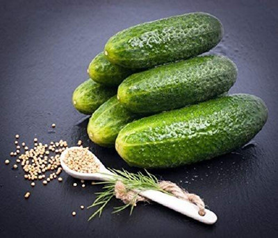 CYBEXIS Seeds of Vegetable Pickling Gherkin F1 Adam Cucumber2000 Seeds Seed(2000 per packet)