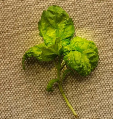 Qualtivate XLL-71 Basil,Lettuce Leaf seeds Seed(1000 per packet)