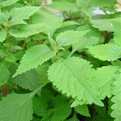 Qualtivate GBPT-6A Lemon Mint Vietnamese Mint Balm Seed(200 per packet)