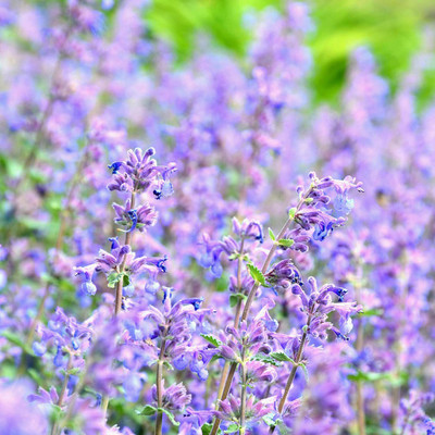 VibeX ® XXL-521 Cat Mint - Blue Moon - Herb Seed(200 per packet)