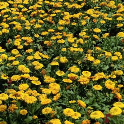CRGO CALENDULA Seed(10 per packet)